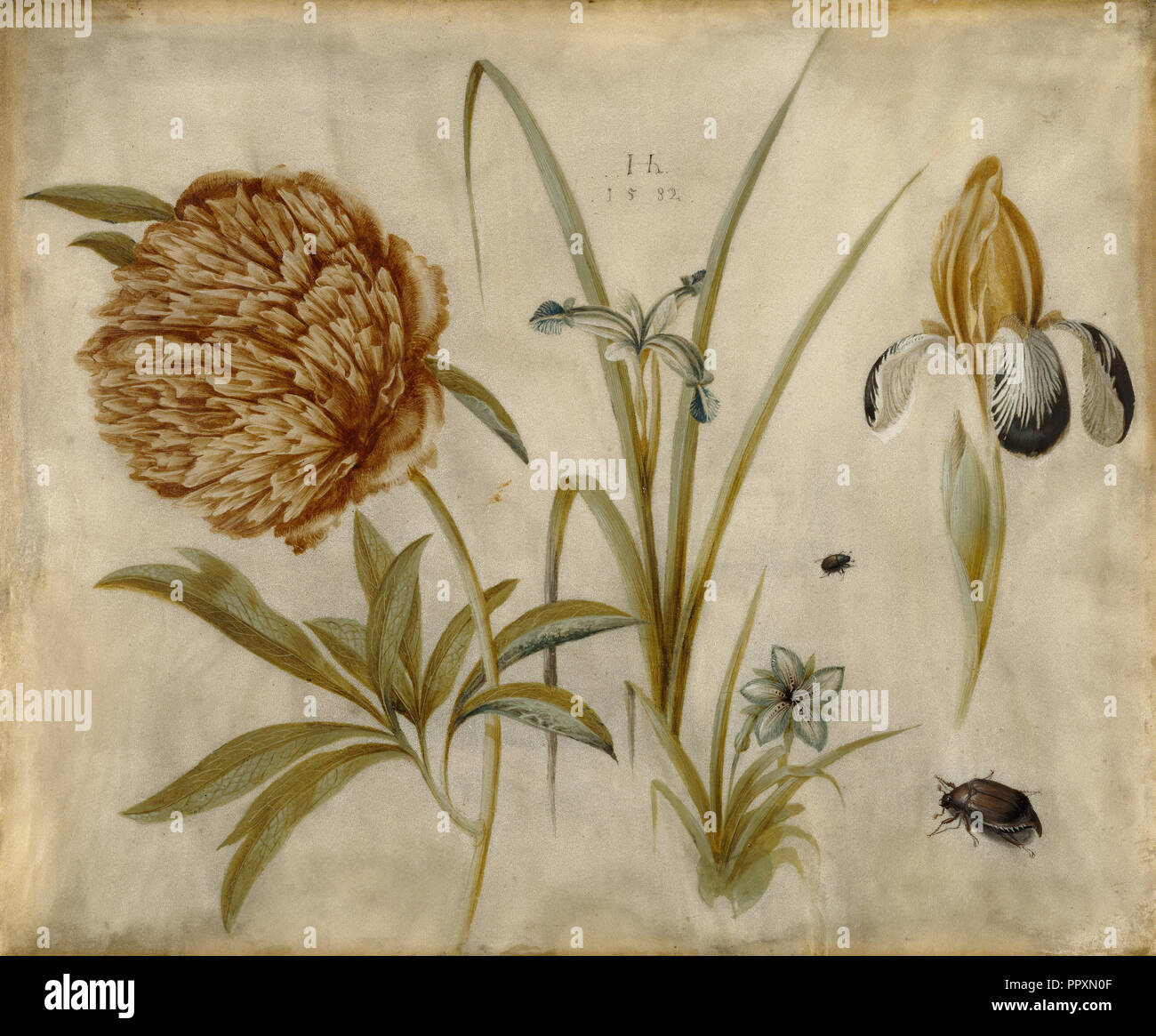 Fiori e coleotteri; Hans Hoffmann, Tedesco, circa 1530 - 1591,1592, Germania; 1582; Gouache con gesso bianco su nero chalk Foto Stock