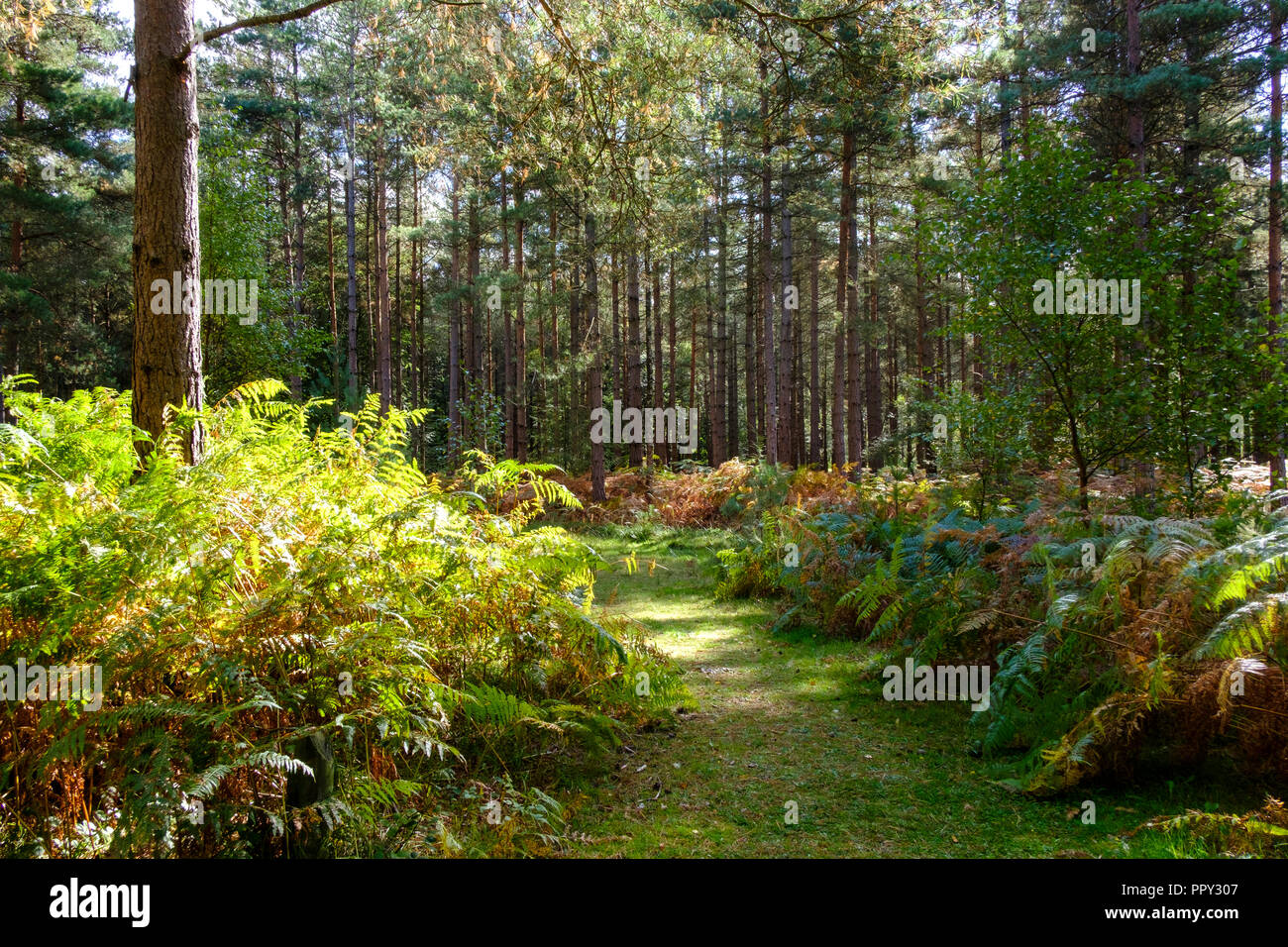 New Forest, Hampshire, Regno Unito. Meteo 28 Settembre 2018 New Forest Hampshire . Una bella giornata autunnale nella nuova foresta una gloriosa giornata soleggiata con golden colori autunnali . Credit Paul Chambers /Alamy Live News Foto Stock