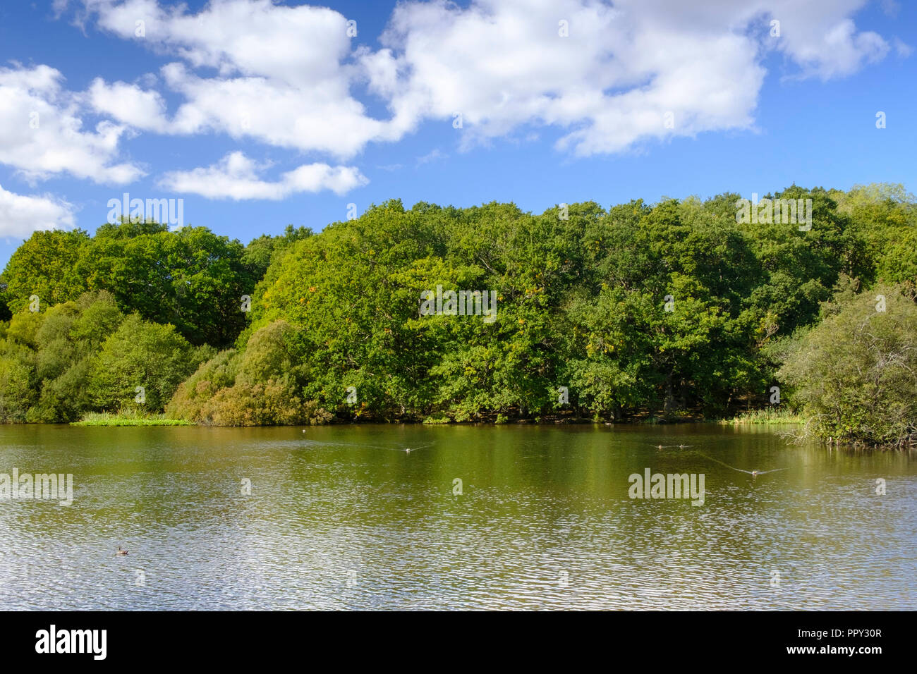 New Forest, Hampshire, Regno Unito. Meteo 28 Settembre 2018 New Forest Hampshire . Una bella giornata autunnale nella nuova foresta una gloriosa giornata soleggiata con golden colori autunnali . Credit Paul Chambers /Alamy Live News Foto Stock