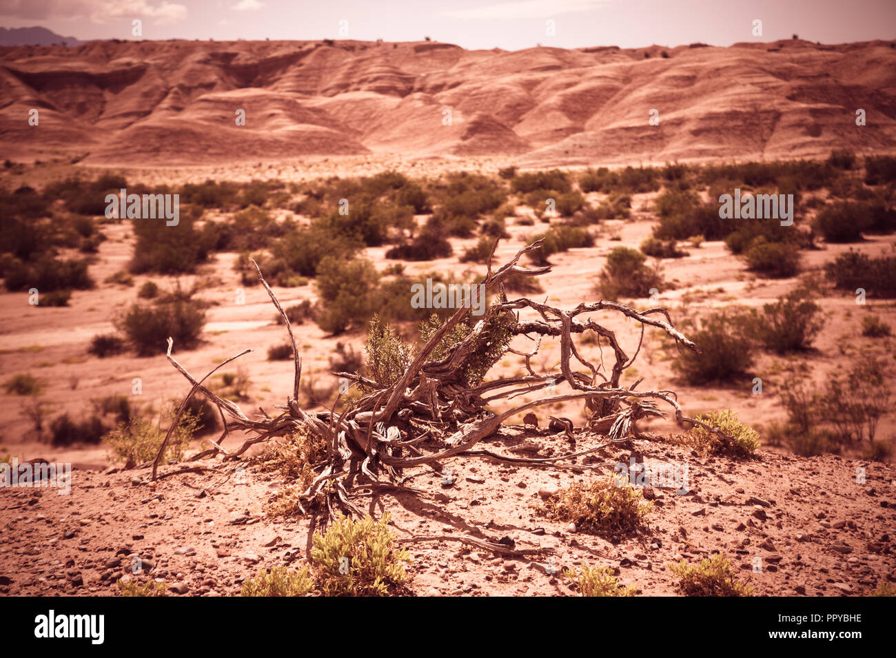 Scenario desertico della provincia di La Rioja, western Argentina, colline ai piedi delle Ande Foto Stock