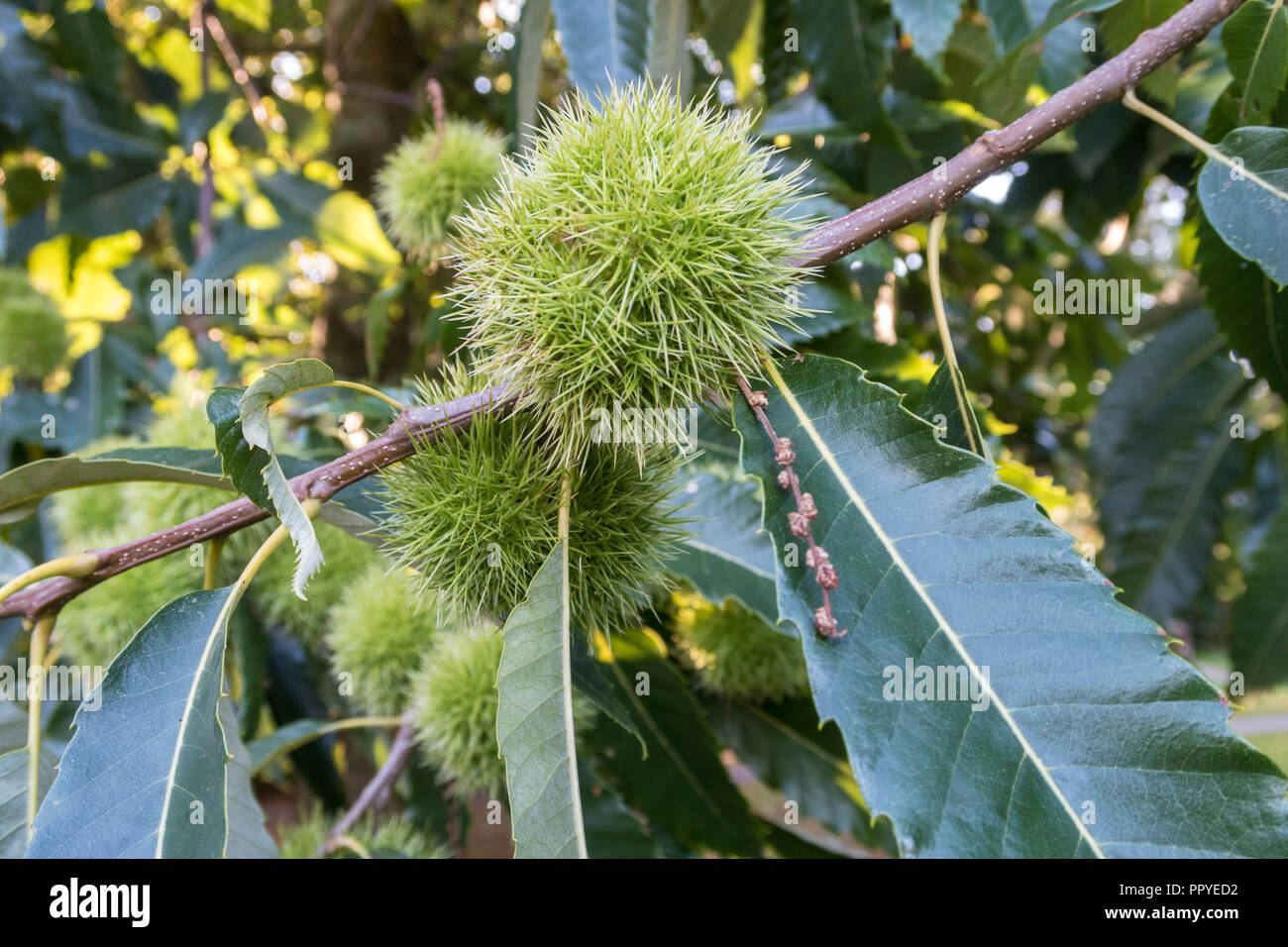 Gusci di noce su un dolce castagno castanea sativa, AKA Castagno, Portugese Castagna Foto Stock