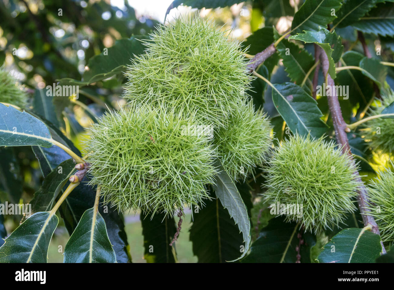 Gusci di noce su un dolce castagno castanea sativa, AKA Castagno, Portugese Castagna Foto Stock