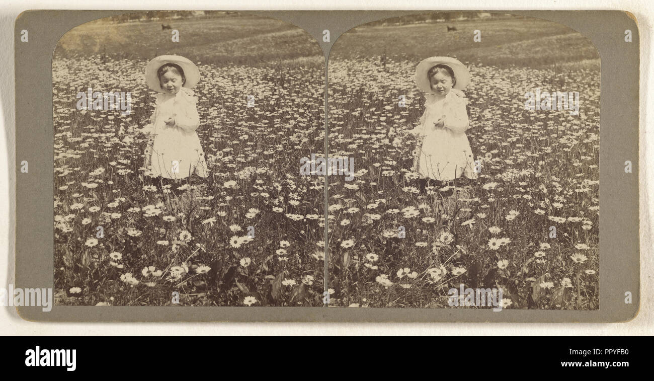M.E. Wendt tra le margherite. 3 luglio 1902; Julius M. Wendt, American, attivo 1900 - 1910s, 3 luglio, 1902; gelatina silver stampa Foto Stock
