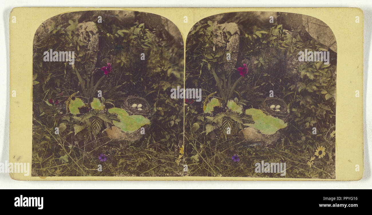 Bird's Nest; circa 1865; colorate a mano albume silver stampa Foto Stock