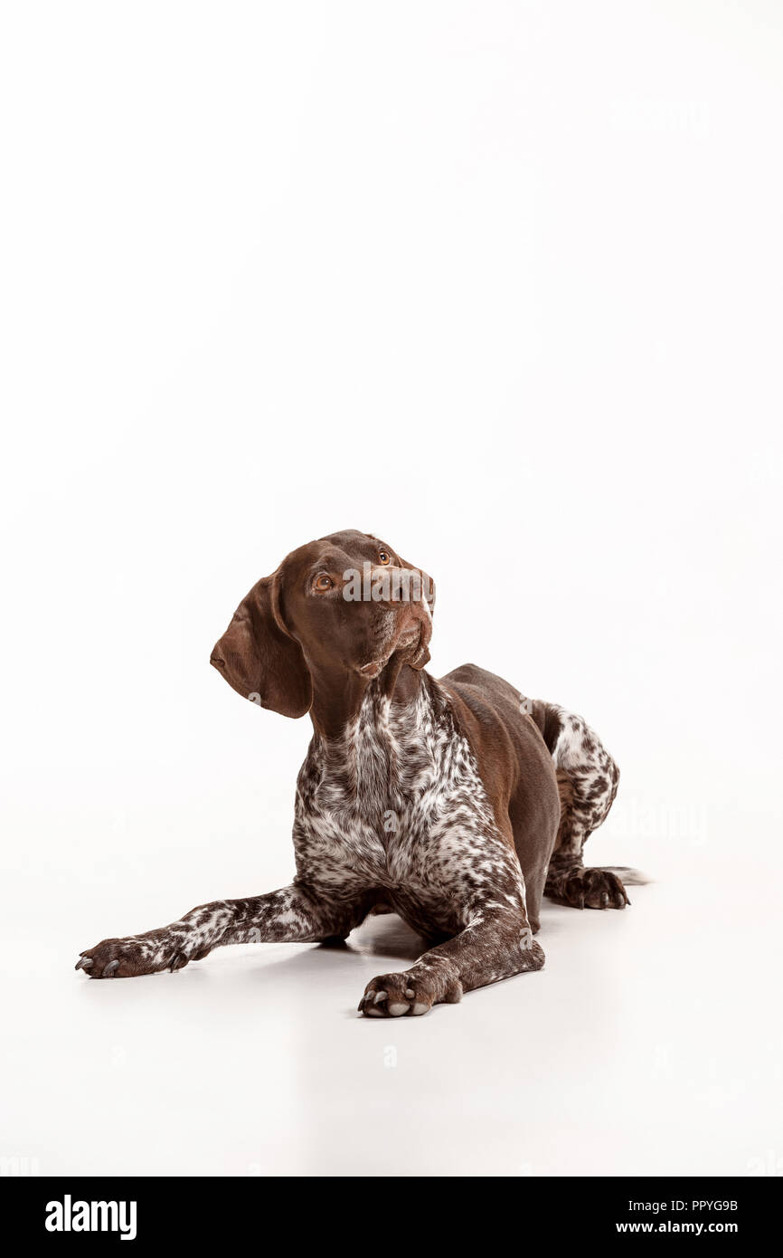 Il tedesco Shorthaired puntatore - Kurzhaar cucciolo di cane isolato su bianco di sfondo per studio Foto Stock