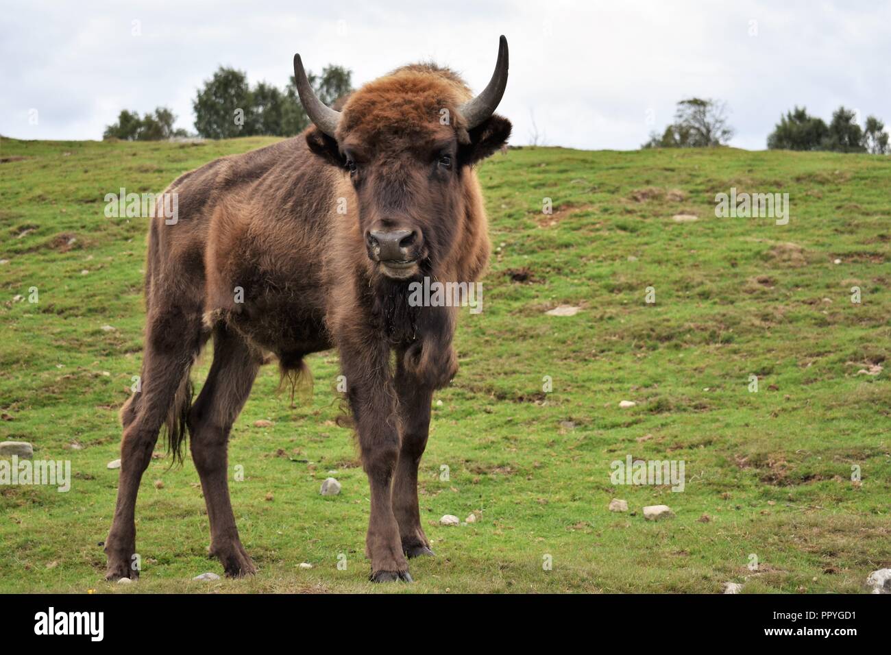 Il bisonte europeo, la Highland Wildlife Park, Kingussie, Highland, Scozia Foto Stock