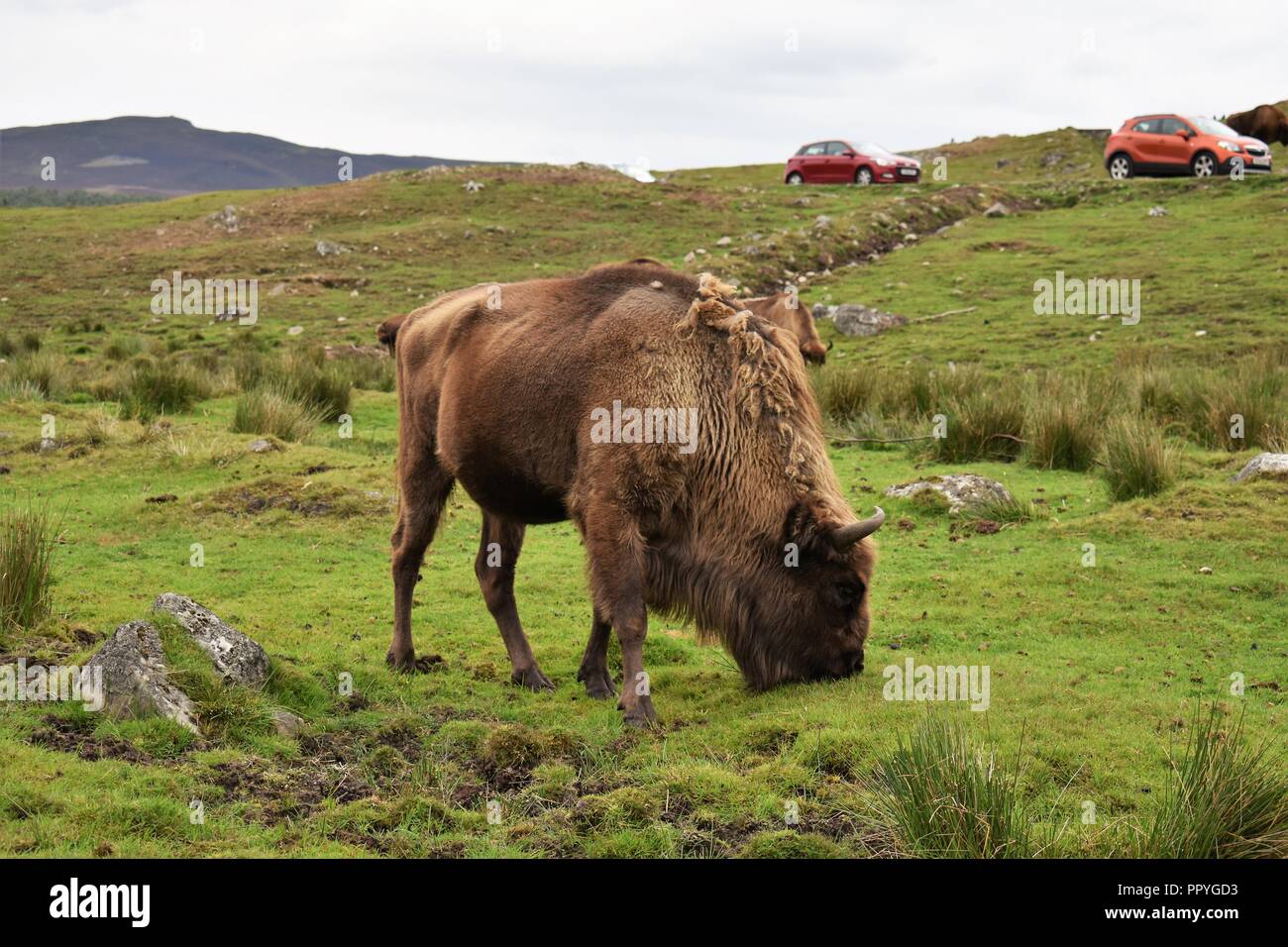 Il bisonte europeo, la Highland Wildlife Park, Kingussie, Highland, Scozia Foto Stock
