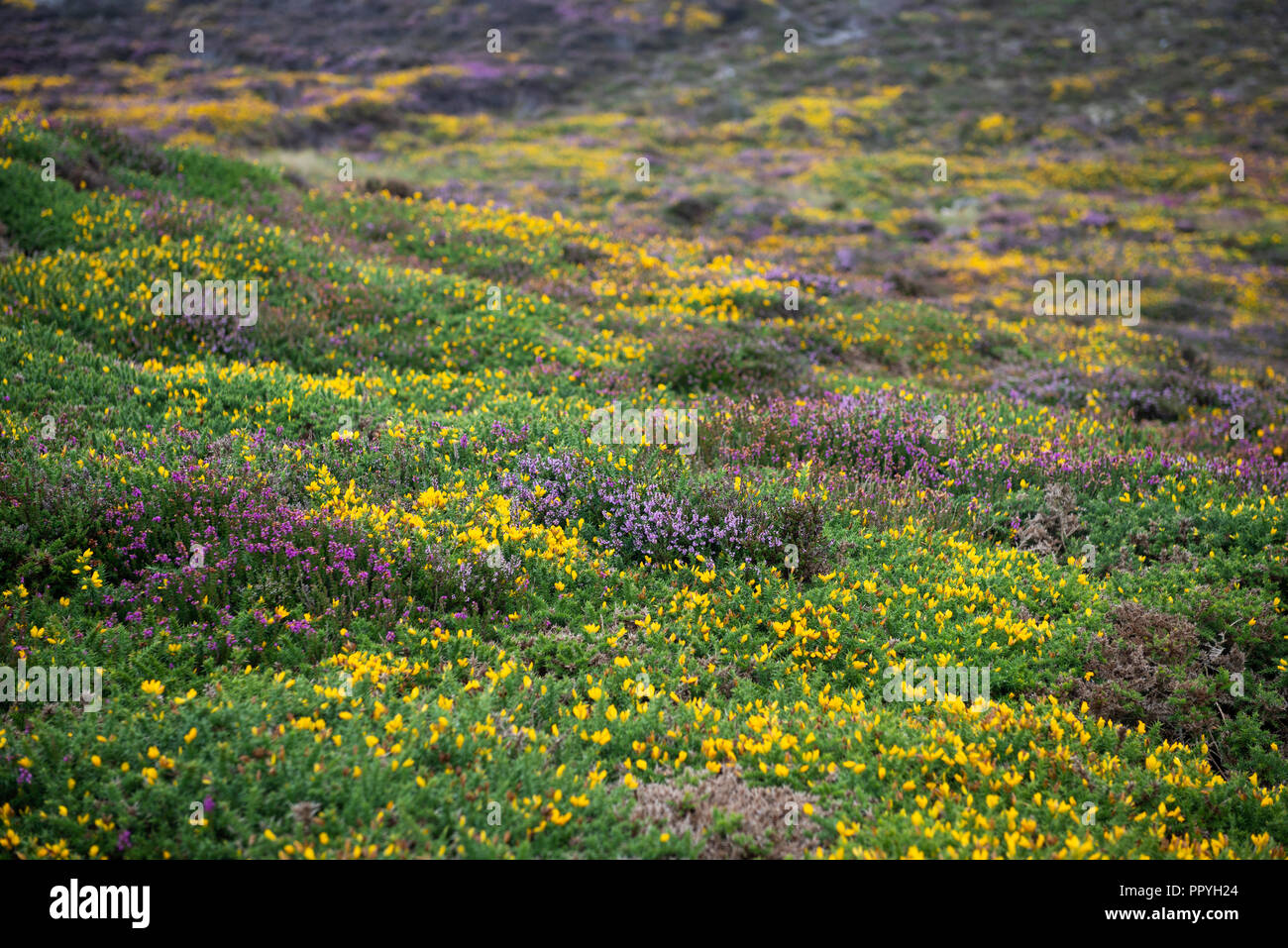 Gorse giallo e viola Heather sulla montagna di Holyhead, Anglesey, Galles, Regno Unito Foto Stock