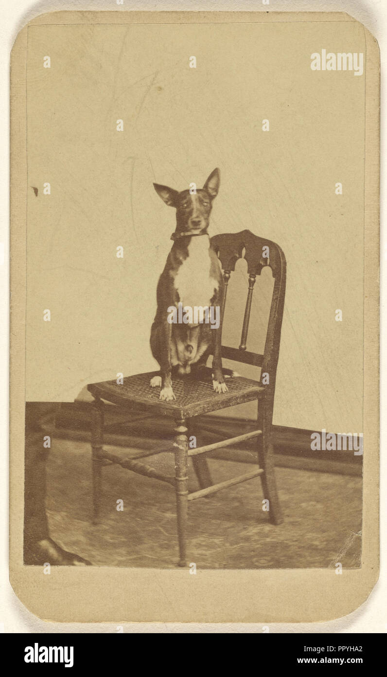 Carlo - apparteneva al mattino Concedere il cane poste in una sedia; Charles Evans, American, attivo 1840s - 1860S, 1870 - 1875; albume argento Foto Stock