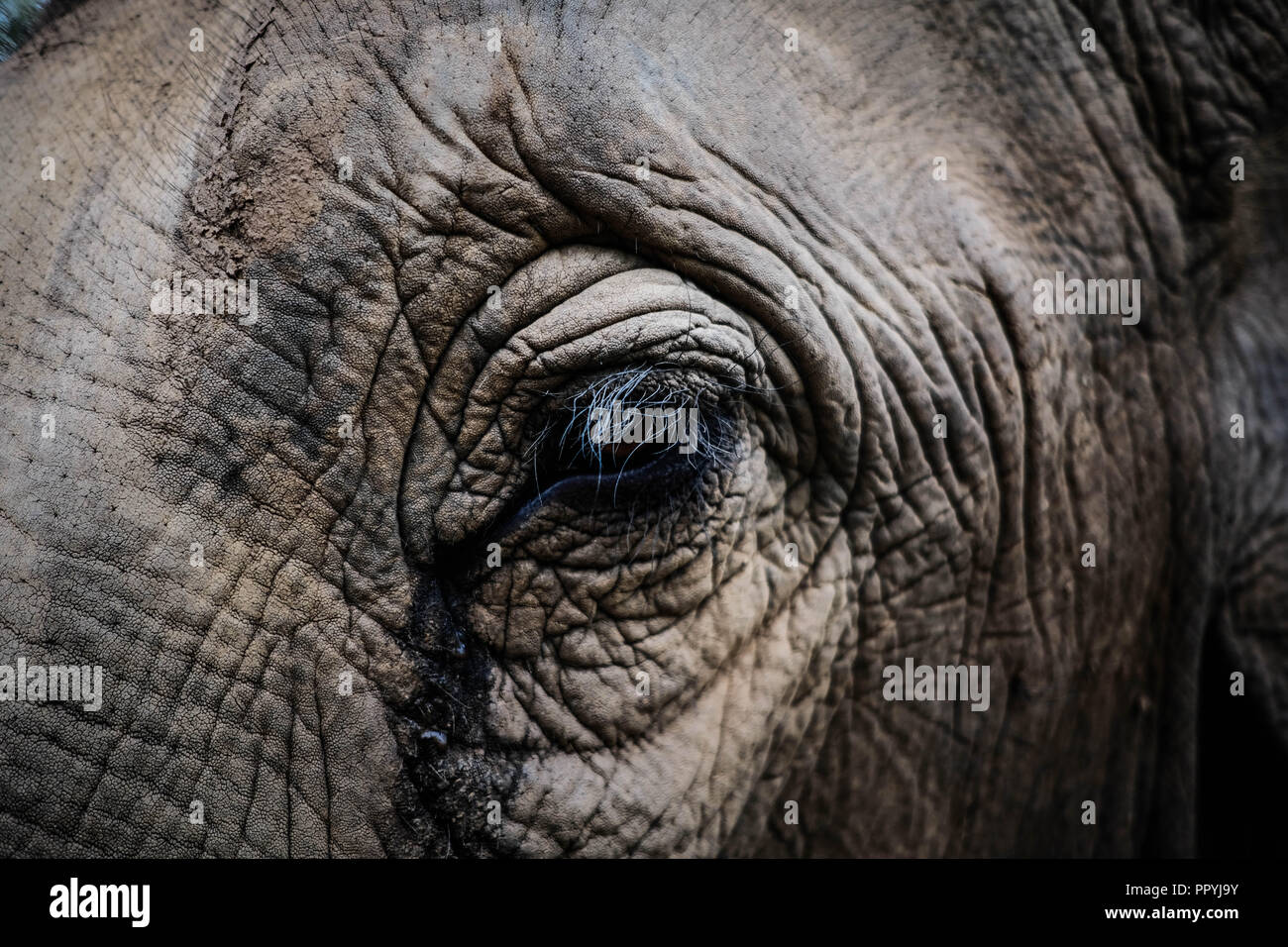Close up di elefante asiatico in un santuario etici Foto Stock