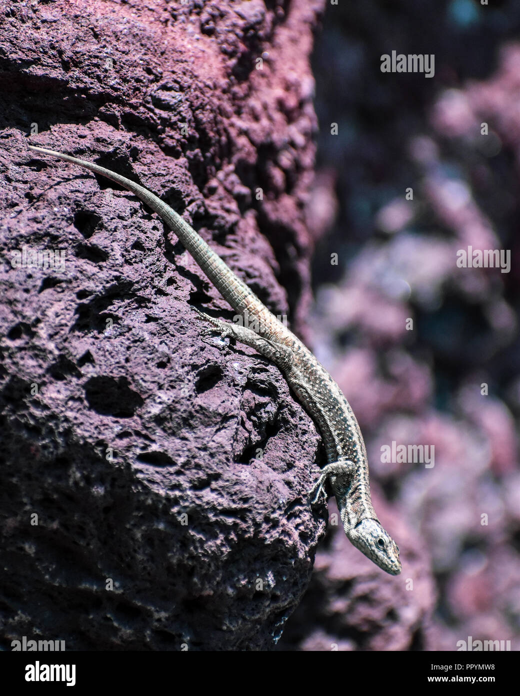 Lizard sulle rocce Foto Stock