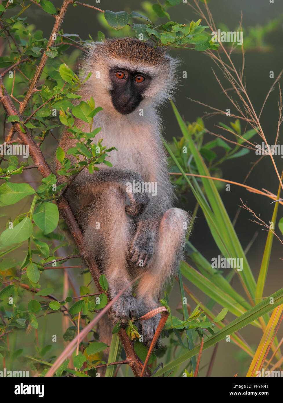 Grivet monkey Foto Stock