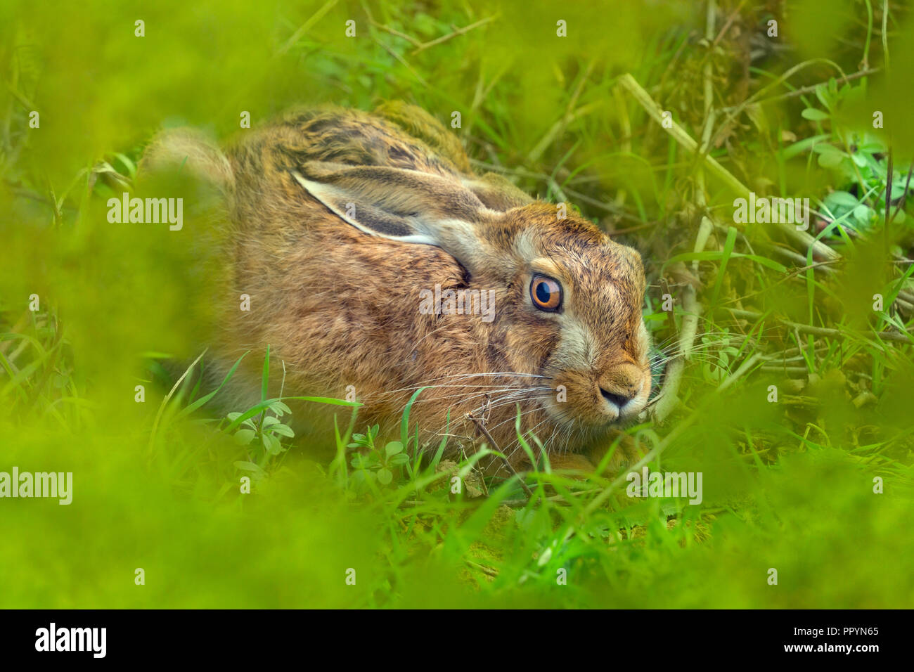 Brown lepre Lepus europaeus appoggiata in forma Foto Stock