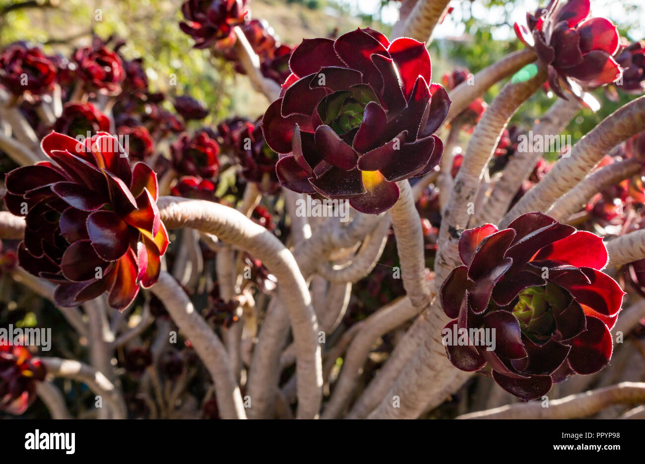 Primo piano di fiori di piante succulenti rossi illuminati al sole che crescono ad Axarquia, Andalusia, Spagna Foto Stock