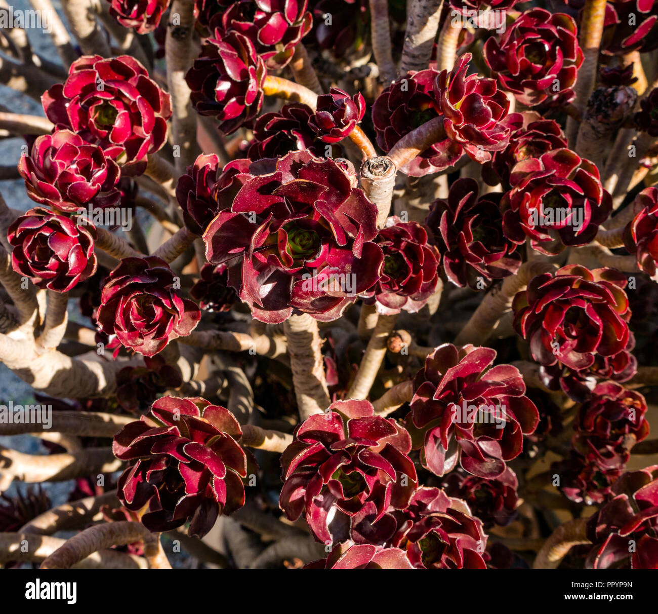 Primo piano di fiori di piante succulenti rossi illuminati al sole che crescono ad Axarquia, Andalusia, Spagna Foto Stock