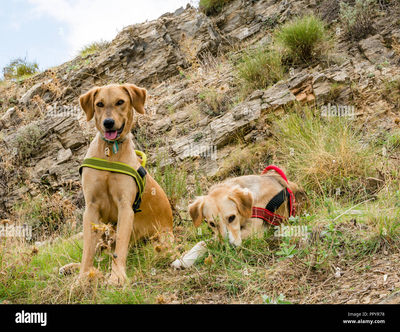 Due cani, maschio e femmina, appoggiata dalla cengia rocciosa dopo una lunga passeggiata in montagna, Axarquia, Andalucsia, Spagna Foto Stock