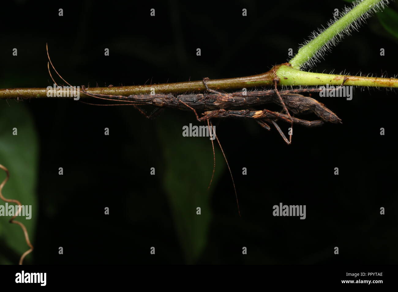 Coniugata coppia stick insetti Foto Stock