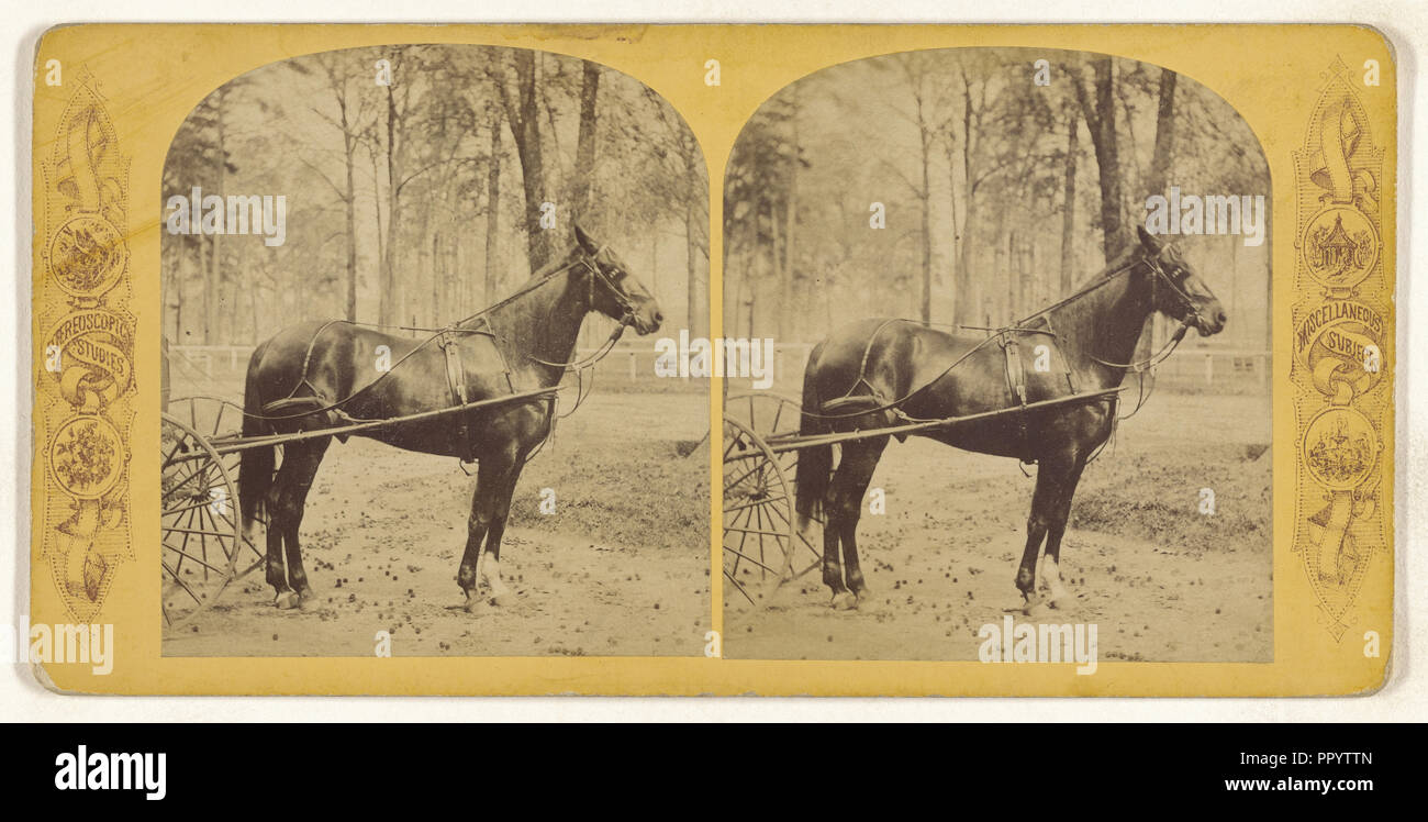 Cavallo, Josh Billings, Macon, Georgia; American; circa 1865; albume silver stampa Foto Stock