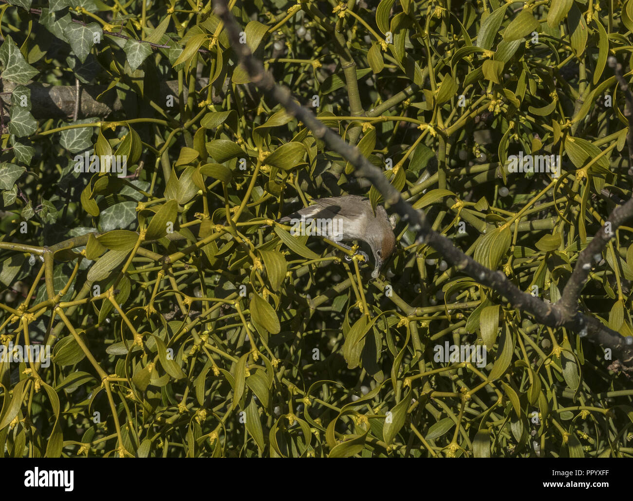 Capinera femmina, Sylvia atricapilla, alimentando il vischio nel vecchio melo, in primavera. Il Dorset. Foto Stock