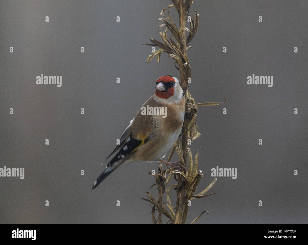 Unione cardellino, Carduelis carduelis, alimentando sui semi di enagra, tardo inverno. Foto Stock