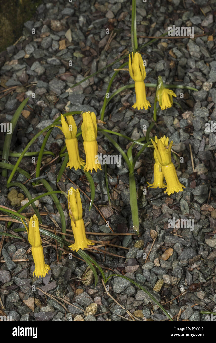 Il ciclamino a fiore daffodil, Narcissus cyclamineus, Portogallo. Foto Stock