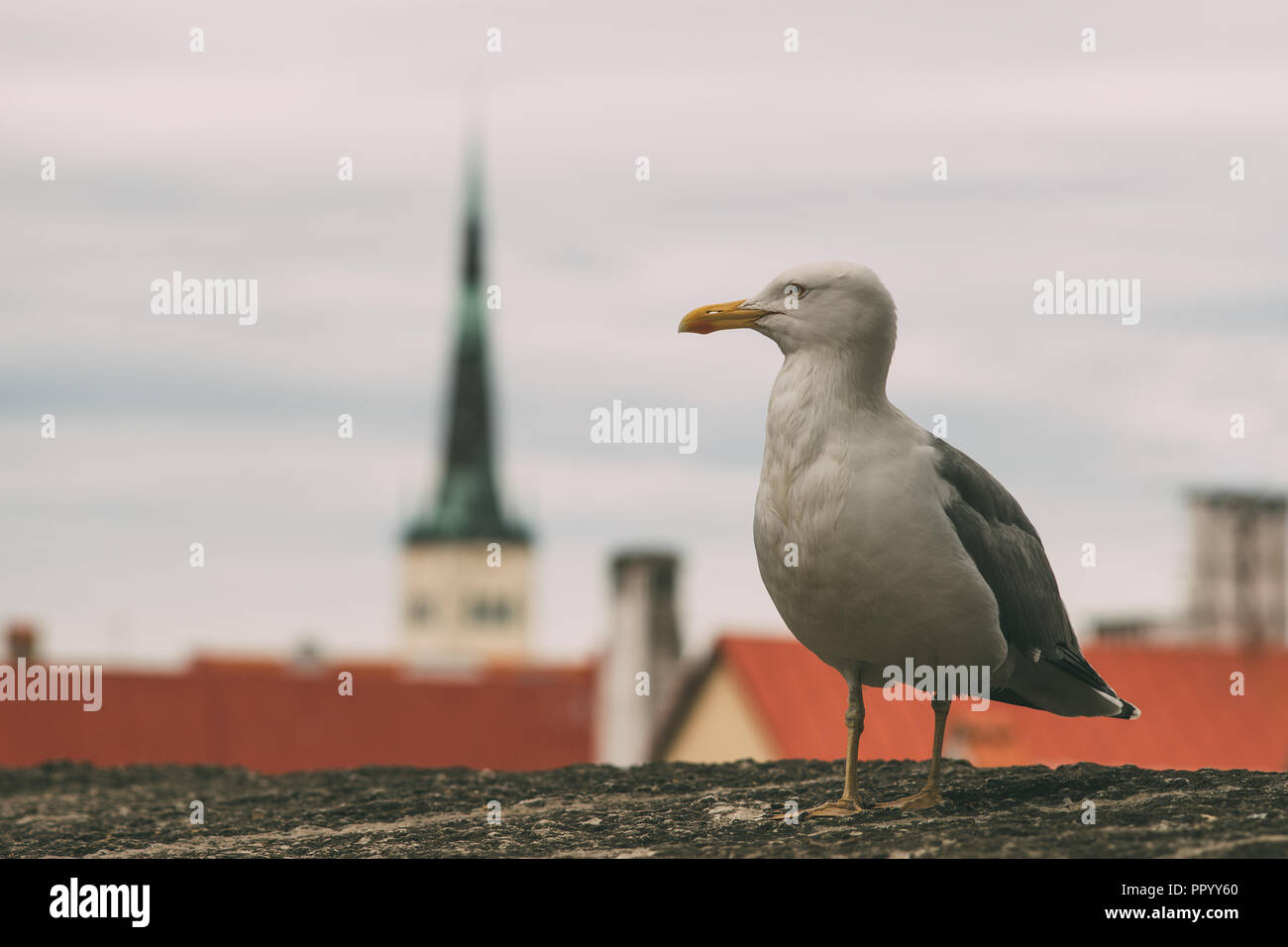 Sea Gull contro il centro storico della città di Tallinn, Estonia Foto Stock