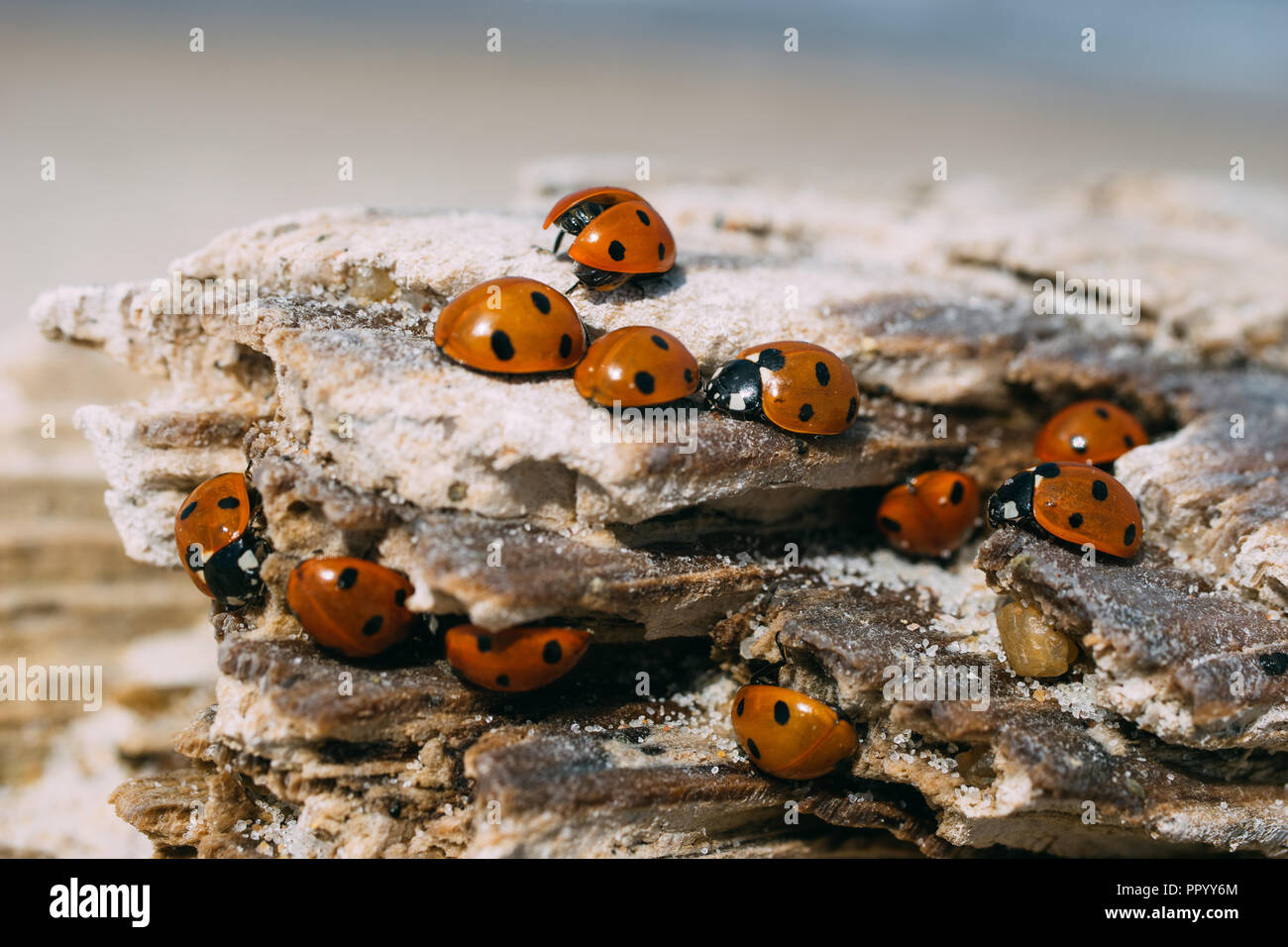 Primo piano sul gruppo di ladybugs a prendere il sole sul registro di legno Foto Stock