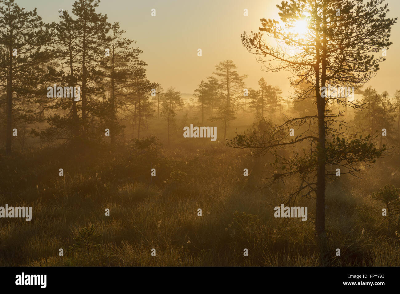 Bella e nebbiosa mattina di sole nella zona della torbiera, ora d'oro Foto Stock