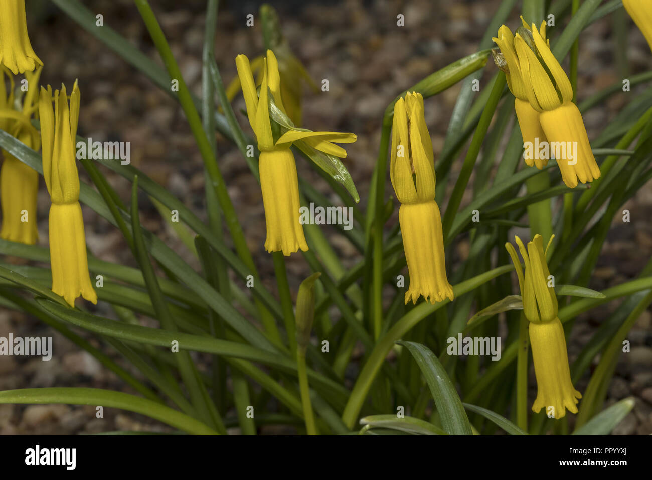 Ciclamino a fiore daffodil, Narcissus cyclamineus nella coltivazione. Iberian endemica. Foto Stock