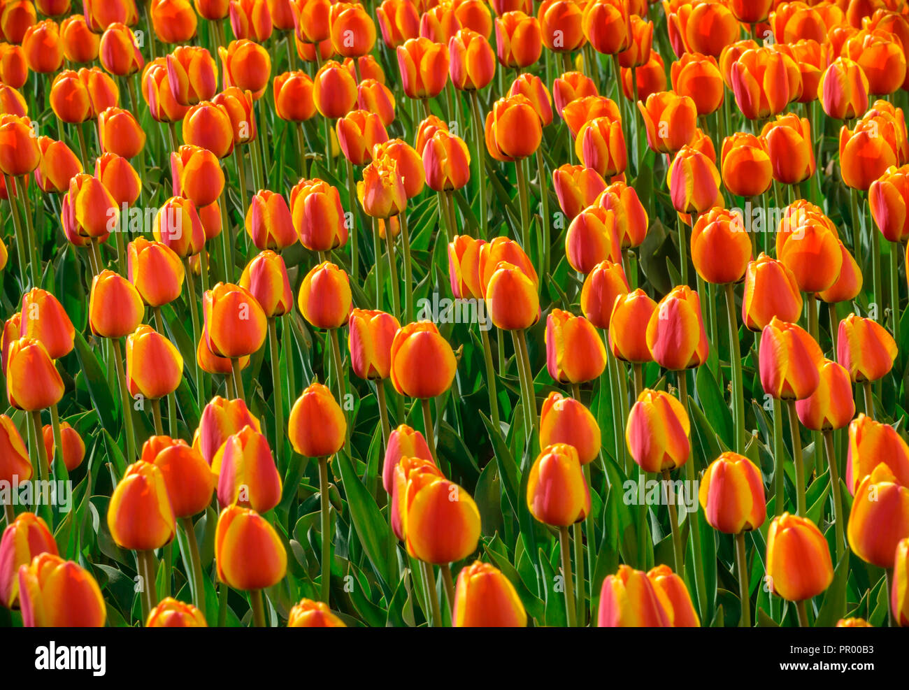 Gruppo di sole e rosso tulipano giallo fiori su un aiuola contro lo sfondo di colore verde. Foto Stock