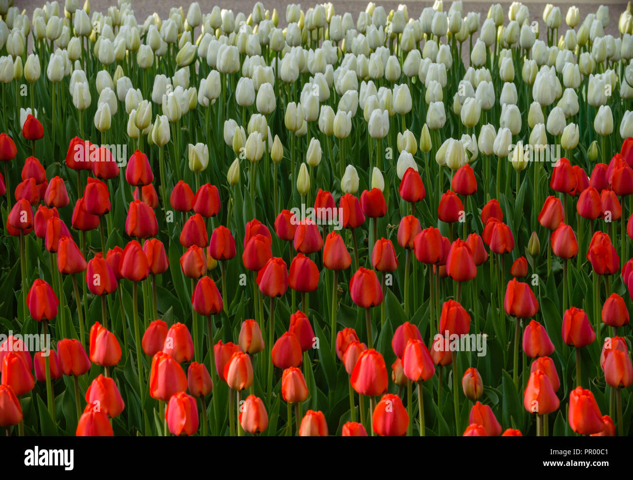 Aiuola di fiori con il bianco e il rosso i tulipani in primavera Foto Stock