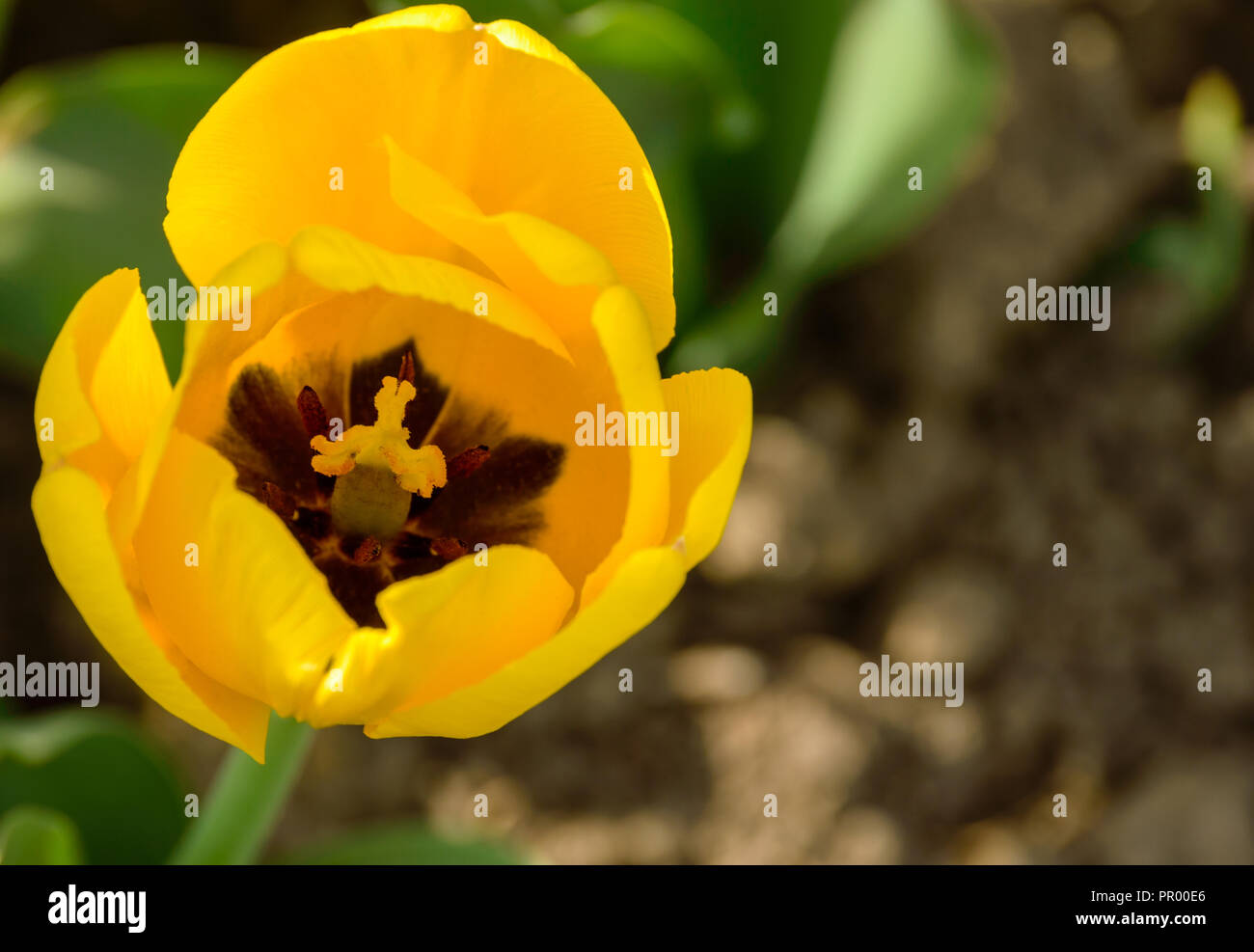 Un tulipano giallo closeup su sfondo sfocato Foto Stock