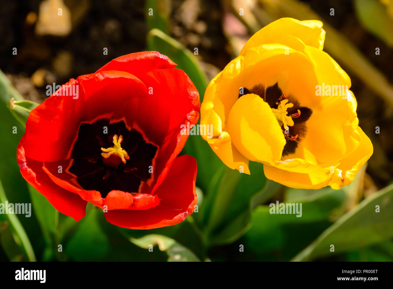 Due colori Tulip closeup di rosso e giallo Foto Stock