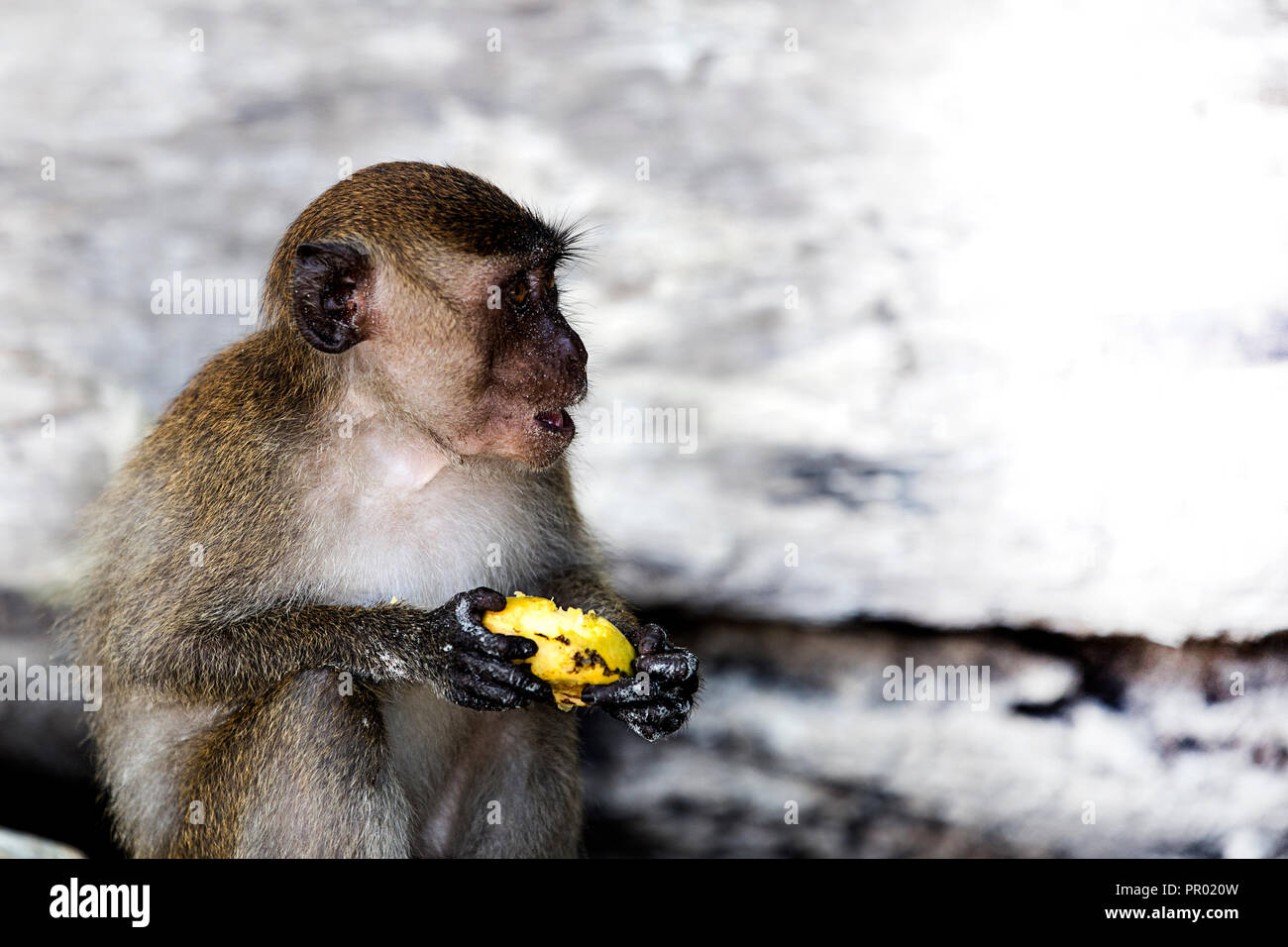 Monkey mangia frutta esotica.La Spiaggia delle Scimmie,Thailandia Foto Stock