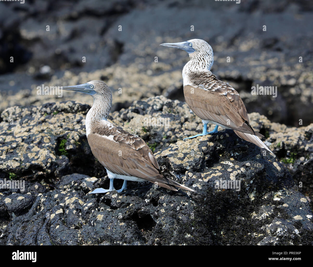 Blu-footed boobies sulla roccia di lava Foto Stock