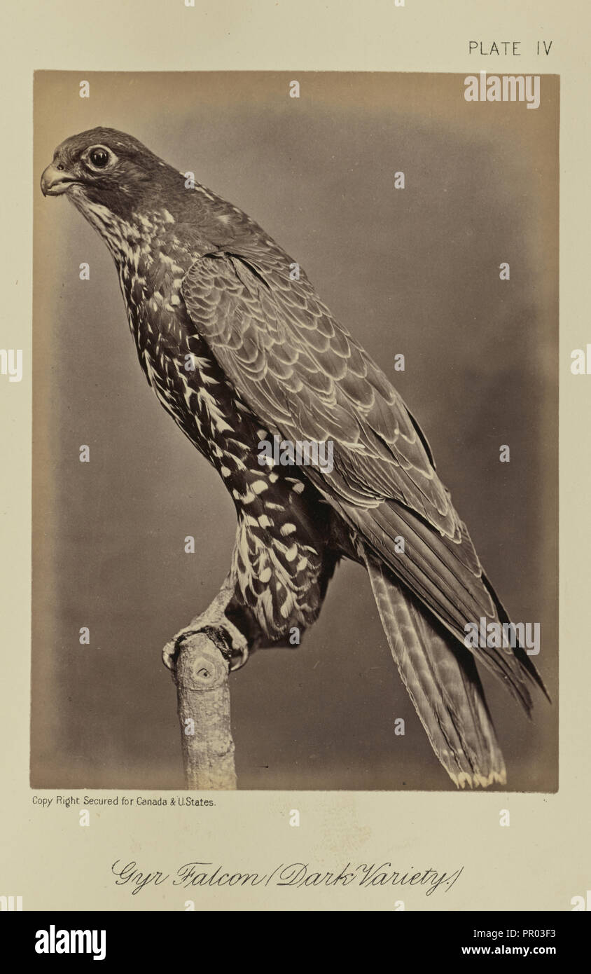 Gyr Falcon, varietà scure, William Notman, canadese nato in Scozia, 1826 - 1891, Montreal, Quebec, Canada; 1876; albume argento Foto Stock