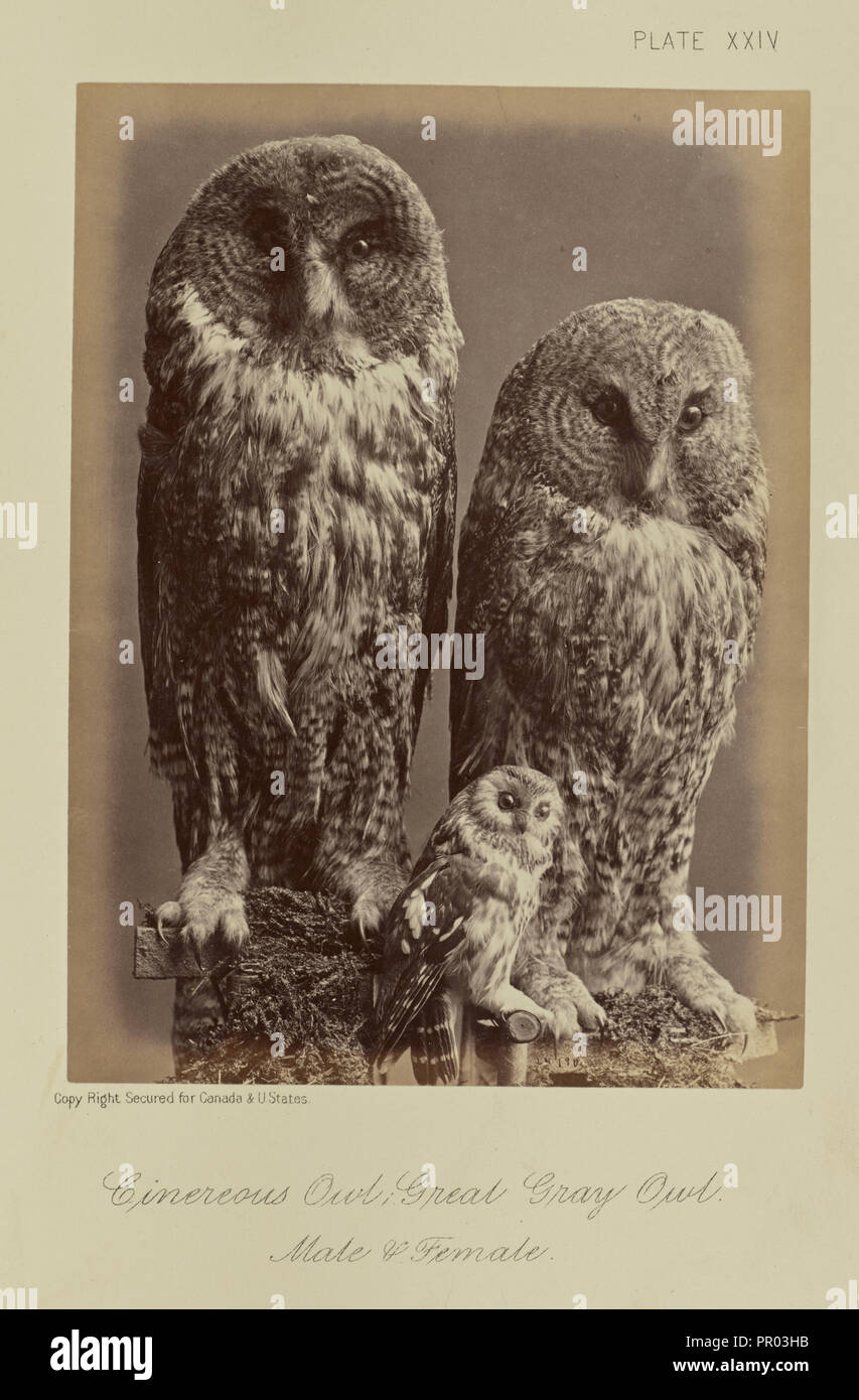 Il Gufo Cinereous; grande gufo grigio. Maschio e femmina; William Notman, canadese nato in Scozia, 1826 - 1891, Montreal, Quebec, Canada Foto Stock