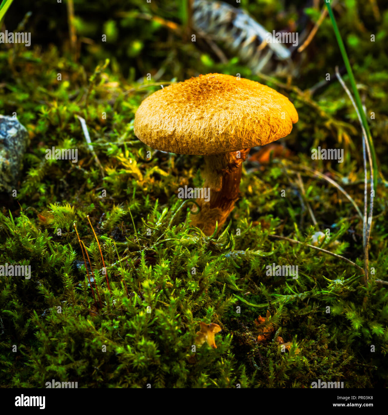 Deadly webcap (Cortinarius rubellus) Foto Stock