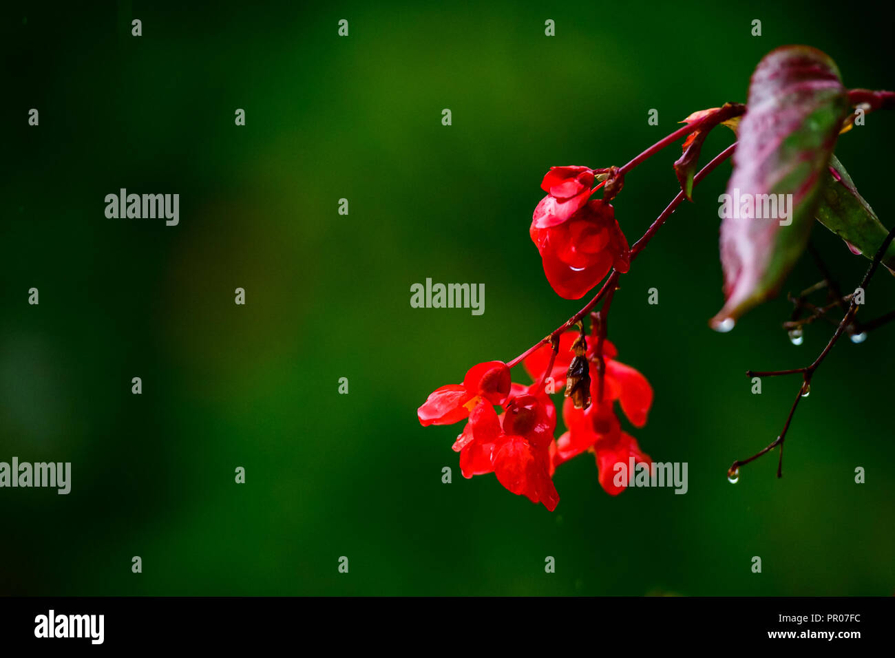 Red impatiens fiore su sfondo verde sotto la pioggia, isolato Foto Stock