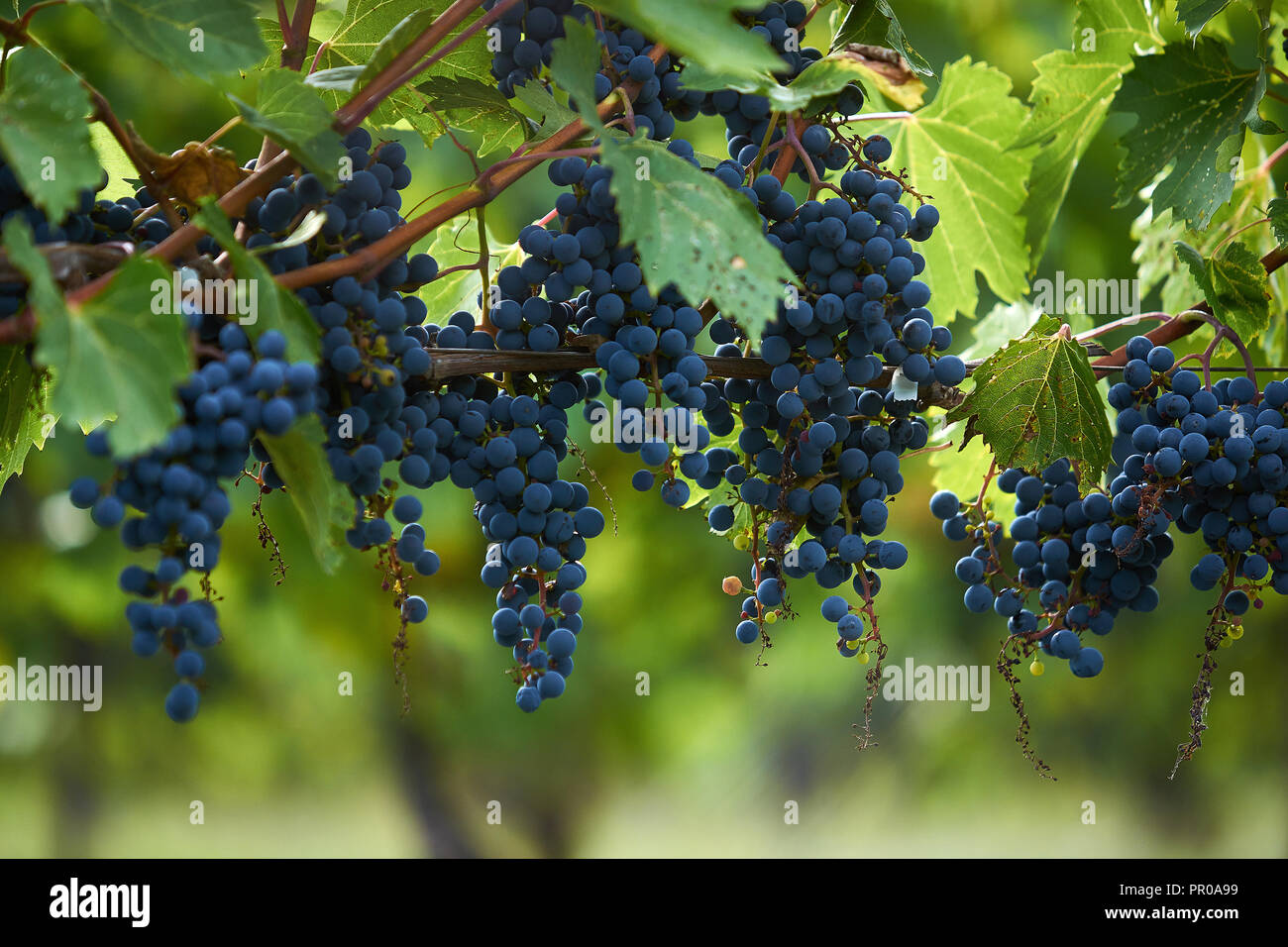 St-Lazare,Canada, 9 settembre,2012.uva appeso su un vitigno in un vigneto. Credit:Mario Beauregard/Alamy Live News Foto Stock