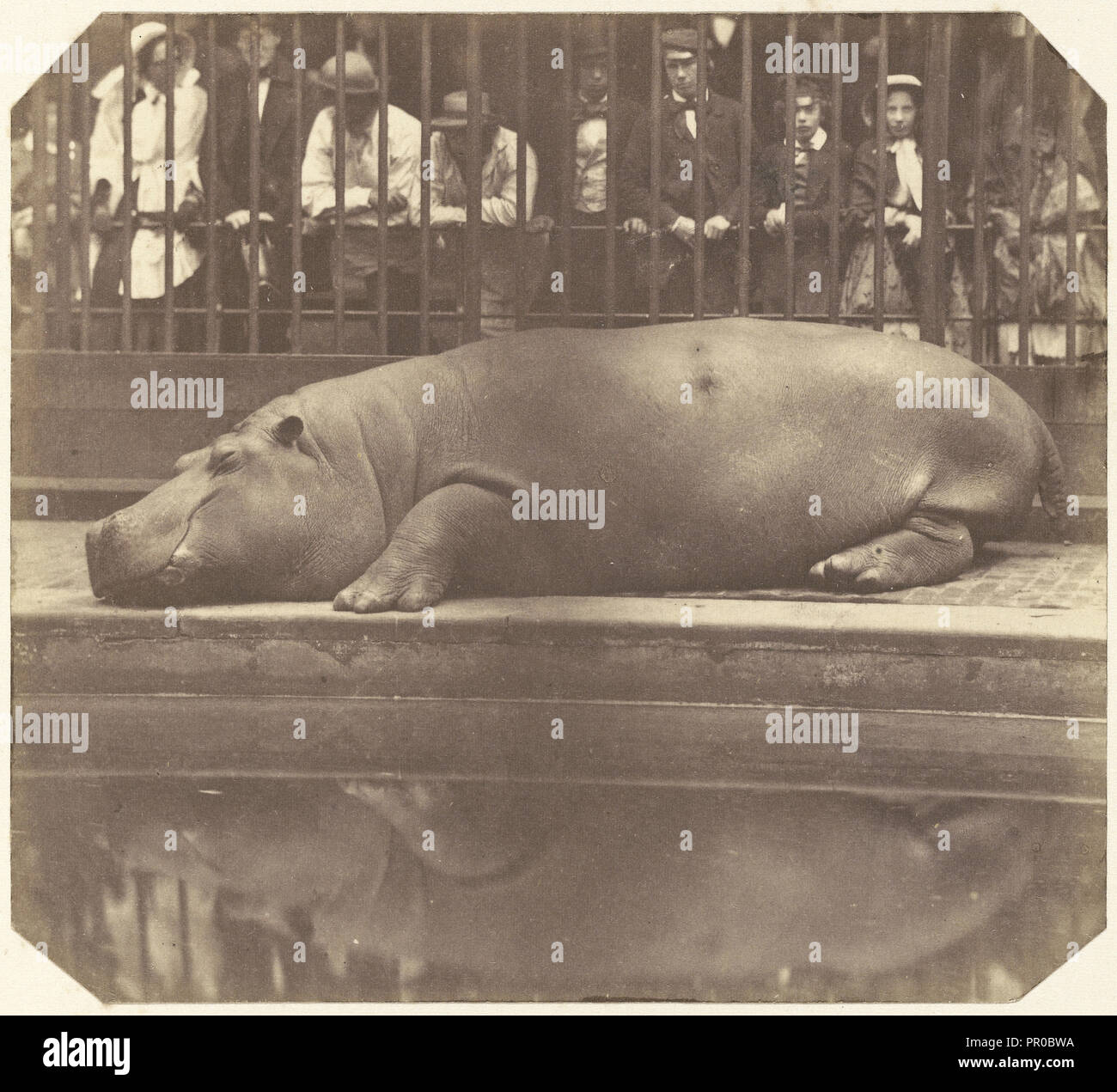 Ippopotamo presso i giardini zoologici, Regent's Park; il Conte de Montizon, Spagnolo, 1822 - 1887, 1852; salati di stampa della carta Foto Stock