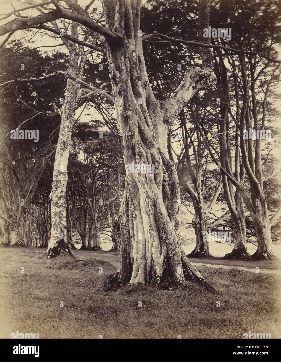 Faggi, Inveraray; Vernon Heath, britannico, 1819 - 1895, attivo a Londra, Inghilterra, Inveraray Scozia; 1871; albume argento Foto Stock