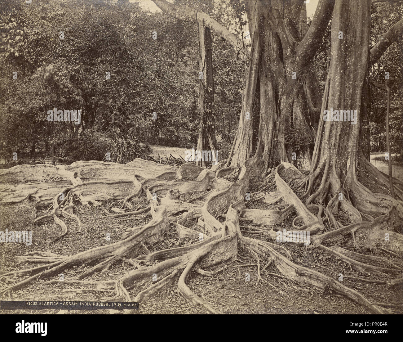 Ficus elastica - Assam India - Gomma; Charles T. Scowen, inglese, 1852 - 1948, il colombo oncia Co., Ltd., Sri Lanka Foto Stock