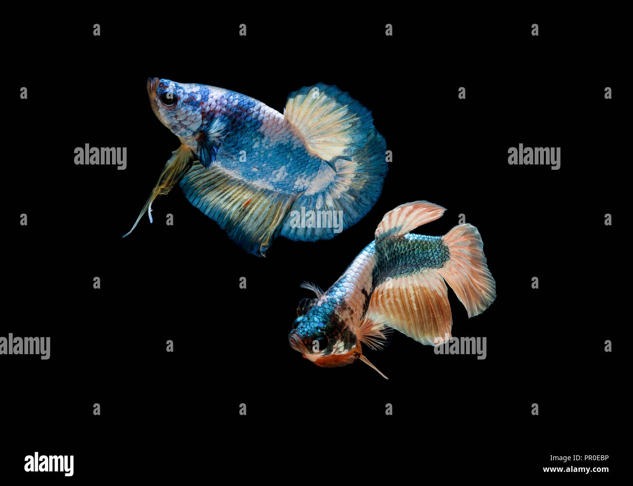 Betta lotta di pesce in acquario Foto Stock