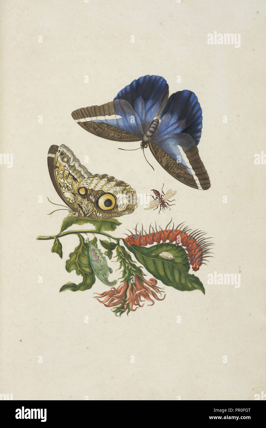 Il cardinale della guardia fiore, Pachystachys coccinea, con farfalla civetta, Caligo Idomeneo, e larva non identificato, Maria Sybilla Foto Stock