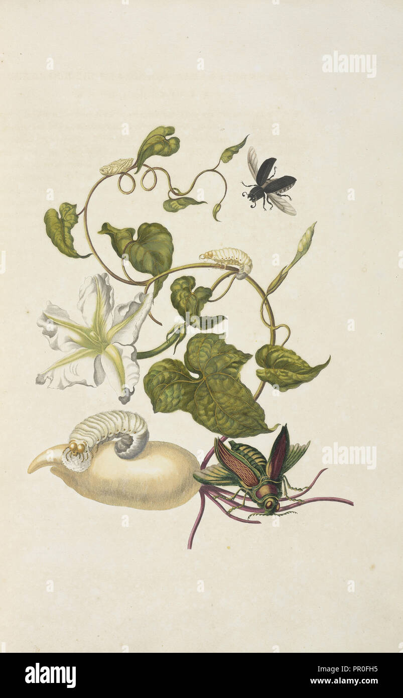 Moonflower, Ipomoea alba, con Passalus interruptus beetle e gioiello beettle, Euchroma gigantea, Maria Sybilla Meriaen Foto Stock