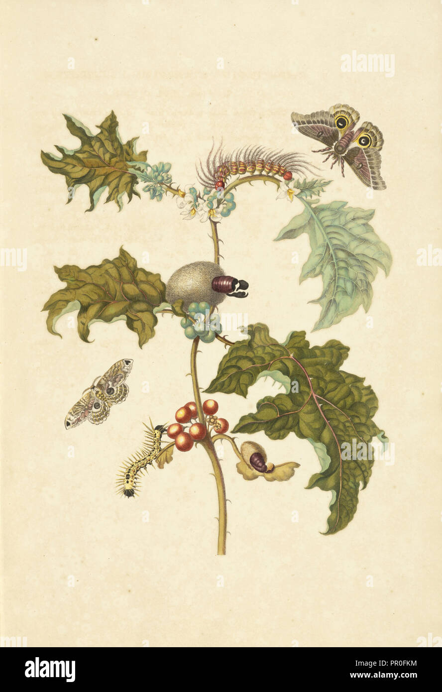 Thistle come pianta, Solanum stramoniifolium, con tarma della specie Automeris, Molippa nibasa tarma e larva non identificato Foto Stock