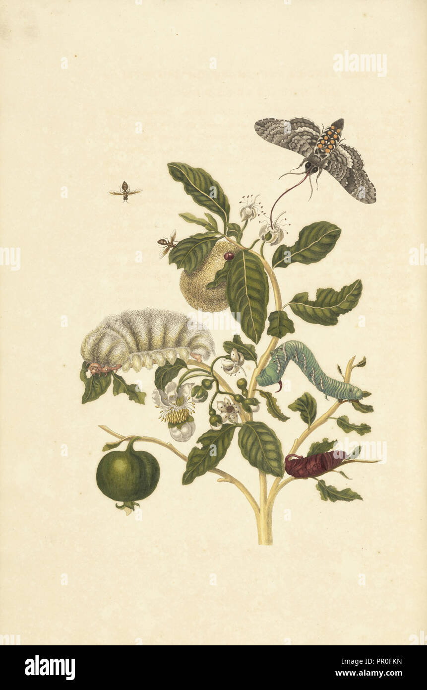 Guaiava, Psidium guineense, con hairy larva specie di Podalia o Megalopyge e larva e pupa di tabacco hawk moth Manduchi Foto Stock