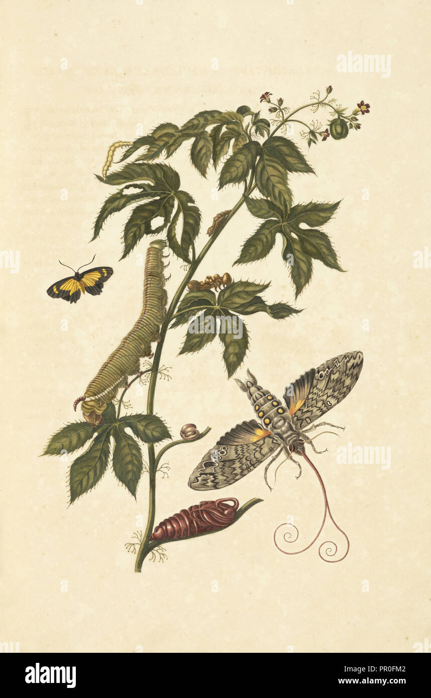 Belly-ache bush, la Jatropha gossypifolia, con la metamorfosi di un gigante di sphinx moth, Cocytius Anteo, Maria Sybilla Meriaen Foto Stock