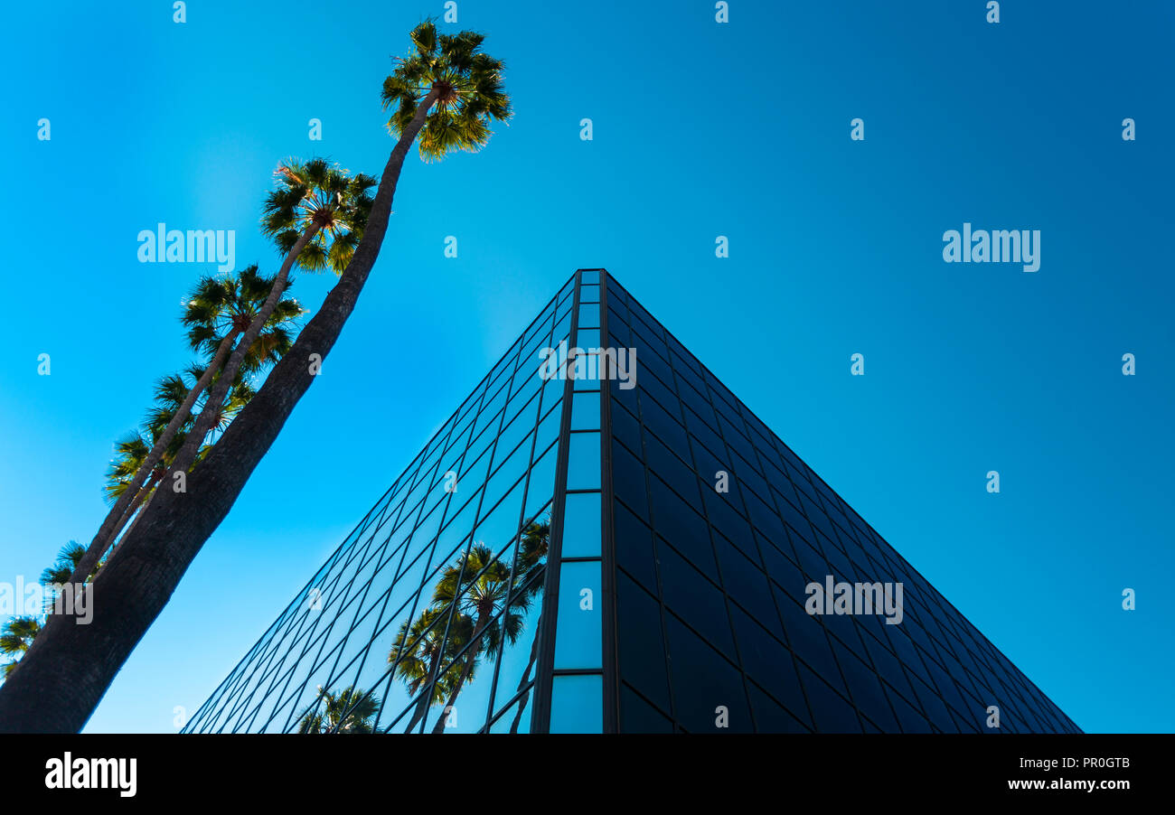 Palme e palazzo di vetro, il worm-eye, Hollywood, Los Angeles, California, Stati Uniti d'America, America del Nord Foto Stock